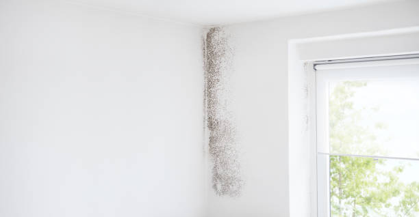 Mold Remediation for Vacation Homes in Lexington, MN