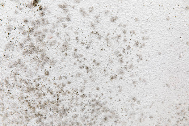Best Mold Remediation for Healthcare Facilities  in Lexington, MN